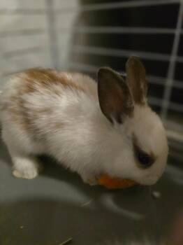 Matcha -  American Rabbit for Adoption in Cincinnati, Ohio - Matcha | PetCurious