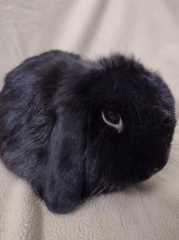 Hamlet -  Holland Lop Rabbit for Adoption in Plymouth, Michigan - Hamlet | PetCurious