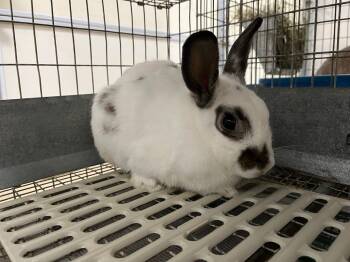 Godzilla -  English Spot Rabbit for Adoption in Pflugerville, Texas - Godzilla | PetCurious