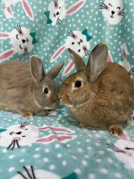 Netherland Dwarf and Lionhead Rabbits Available for Adoption - Clara Belle & Billie Joe | PetCurious
