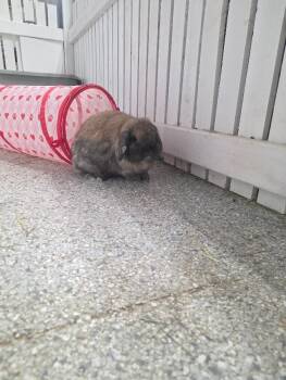 Henry -  Lop Eared Rabbit for Adoption in Crystal Lake, Illinois - Henry | PetCurious