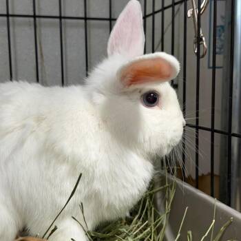 Audrey -  Bunny Rabbit Rabbit for Adoption in Kennesaw, Georgia - Audrey | PetCurious
