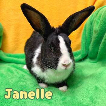 Janelle -  Dutch Rabbit for Adoption in Roseville, California - Janelle | PetCurious