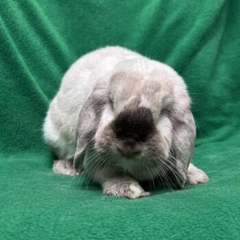 Lola -  Mini Lop Rabbit for Adoption in Oak Park, Illinois - Lola | PetCurious