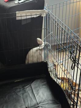 Mushu & Suzu -  Harlequin Rabbit for Adoption in Bloomington, Indiana - Mushu & Suzu | PetCurious