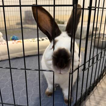Californian Rabbits Available for Adoption in Brighton, Colorado - Clyde | PetCurious