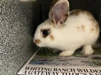 CORNELIUS -  Bunny Rabbit Rabbit for Adoption in Tustin, California - CORNELIUS | PetCurious
