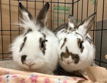 Daphne & Dawson -  English Spot and Lionhead Rabbit for Adoption in Oshkosh, Wisconsin - Daphne & Dawson | PetCurious
