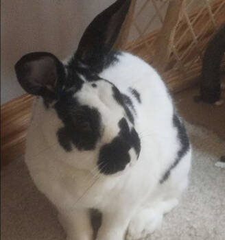 Rescue Bunny Rabbit Rabbits for Adoption in Kalamazoo, Michigan - Ramona | PetCurious