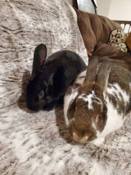 Rescue English Spot and Rex Rabbits for Adoption in Holiday, Florida - Cece | PetCurious