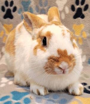 Baxter -  Bunny Rabbit Rabbit for Adoption in Dallas, Pennsylvania - Baxter | PetCurious