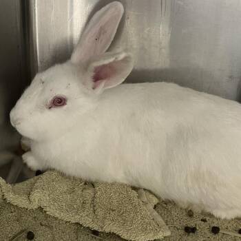 New Zealand Rabbits Available for Adoption in Grand Rapids, Michigan - Snowball | PetCurious