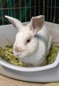 American Rabbits Available for Adoption in Encinitas, California - Washer | PetCurious
