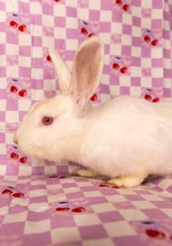 Doodlebug -  New Zealand Rabbit Available for Adoption in North Little Rock, Arkansas - Doodlebug | PetCurious