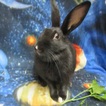 Wiolet -  Dutch and Bunny Rabbit Rabbit for Adoption in Wilmington, Delaware - Wiolet | PetCurious