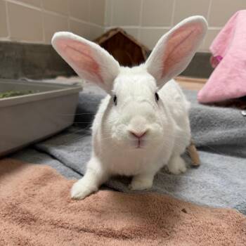 Coco -  American Rabbit for Adoption in Long Beach, California - Coco | PetCurious