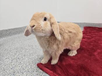 Mini Lop Rabbits Available for Adoption in Westford, Massachusetts - Butter Tart | PetCurious