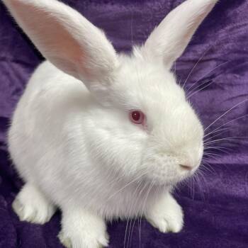 Rescue New Zealand Rabbits for Adoption in Edinburg, Pennsylvania - Casper: Video!! | PetCurious