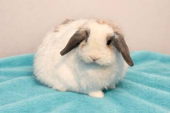 Holland Lop Rabbits Available for Adoption - Milo | PetCurious