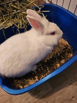 Rescue Bunny Rabbit Rabbits for Adoption in Kalamazoo, Michigan - Mr Janey | PetCurious