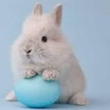 Macbeth- prod test not for adoption -  Chinchilla Rabbit for Adoption in Bettles, Alaska - Macbeth- Prod Test Not For Adoption | PetCurious