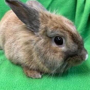 Lionhead Rabbits Available for Adoption in Fort Worth, Texas - Zoey | PetCurious