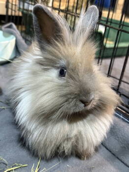 Rescue Lionhead Rabbits for Adoption in Marshfield, Wisconsin - Gamma | PetCurious