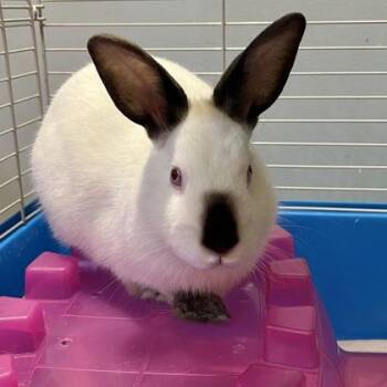 Californian and Bunny Rabbit Rabbits Available for Adoption - Jasper | PetCurious