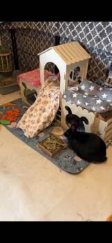 Mikasa & Pochita -  American Rabbit for Adoption in Gig Harbor, Washington - Mikasa & Pochita | PetCurious