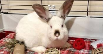 Pikachu -  Californian Rabbit for Adoption in Westford, Massachusetts - Pikachu | PetCurious