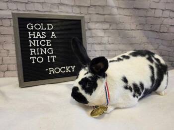 English Spot Rabbits Available for Adoption - Rocky | PetCurious