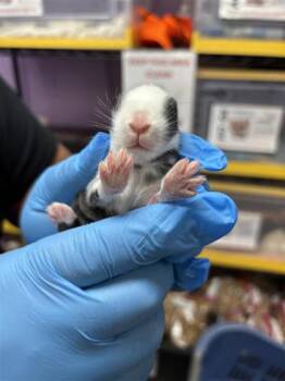 61270219 -  Bunny Rabbit Rabbit for Adoption in El Paso, Texas - 61270219 | PetCurious