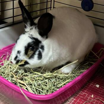 Rescue Mini Rex and Bunny Rabbit Rabbits for Adoption in Gansevoort, New York - Spots | PetCurious