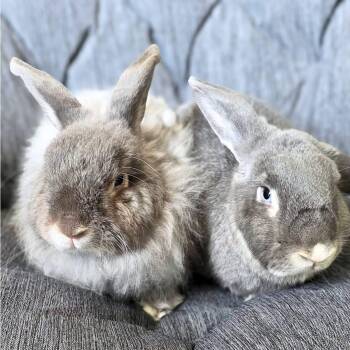 American Fuzzy Lop Rabbits Available for Adoption in Saint Charles, Missouri - Memphis And Mississippi  | PetCurious