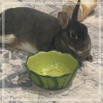 Patrick with Thyme -  Rex Rabbit for Adoption in Manchester, Connecticut - Patrick With Thyme | PetCurious