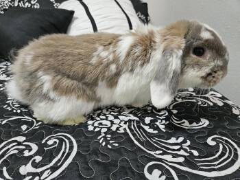 Holland Lop Rabbits Available for Adoption in Deltona, Florida - Twinkle | PetCurious