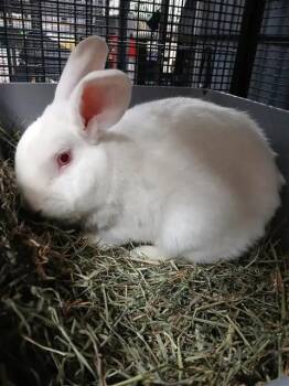 COTTON -  Bunny Rabbit Rabbit for Adoption in Fairbanks, Alaska - COTTON | PetCurious