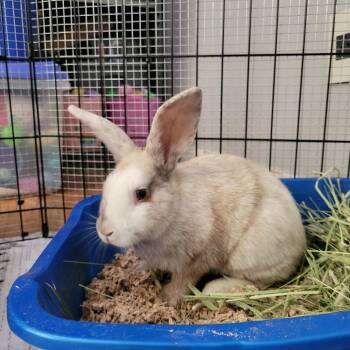 Tristan -  Harlequin Rabbit for Adoption in The Woodlands, Texas - Tristan | PetCurious