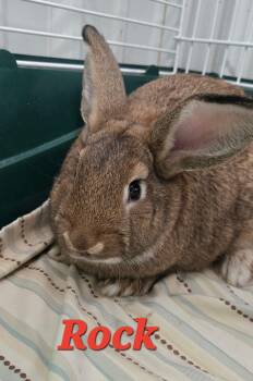Rock -  Flemish Giant Rabbit for Adoption in Pottsville, Pennsylvania - Rock | PetCurious