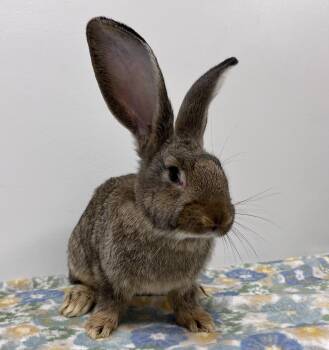 Flemish Giant Rabbits Available for Adoption in Westford, Massachusetts - Snickerdoodle | PetCurious