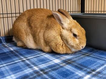 Chanel -  Cinnamon Rabbit for Adoption - Chanel | PetCurious