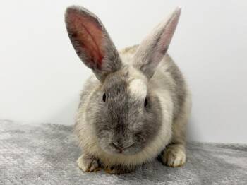 Sour Patch -  Harlequin Rabbit for Adoption in Westford, Massachusetts - Sour Patch | PetCurious