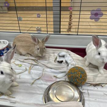 Plum -  Rex Rabbit for Adoption in Branford, Connecticut - Plum | PetCurious