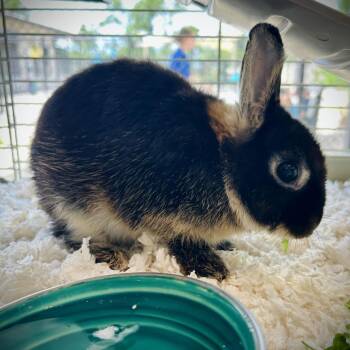 dasiy -  Netherland Dwarf Rabbit for Adoption in Englewood, Florida - Dasiy | PetCurious