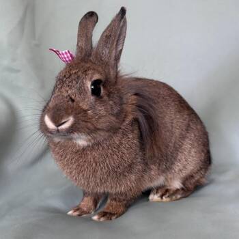 Adelaide -  Lionhead Rabbit for Adoption in Columbia, Maryland - Adelaide | PetCurious