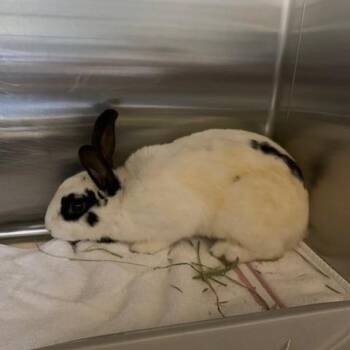 English Spot Rabbits Available for Adoption - Squid | PetCurious