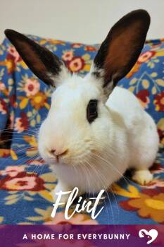 Flint -  English Spot Rabbit for Adoption in Ankeny, Iowa - Flint | PetCurious
