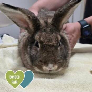Flemish Giant and Lop Eared Rabbits Available for Adoption in Sacramento, California - Iris | PetCurious