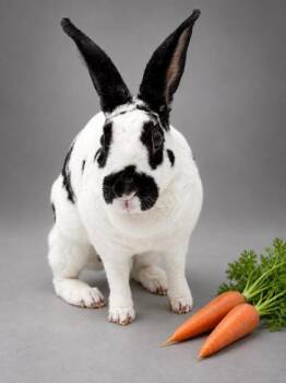 Houdini -  American Rabbit for Adoption in Bowling Green, Kentucky - Houdini | PetCurious