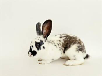 Bunny Rabbit Rabbits Available for Adoption in Brentwood, Missouri - PASTRY | PetCurious